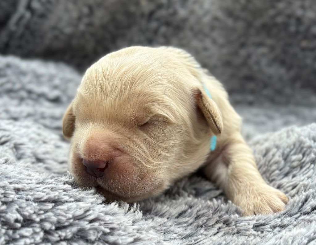 De La Montagne Aux Lapins - Chiots disponibles - Golden Retriever