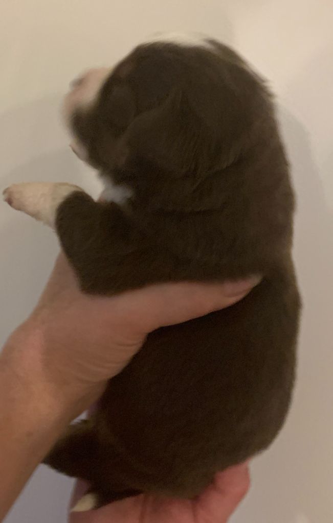 CHIOT MARRON LISTE BLANCHE