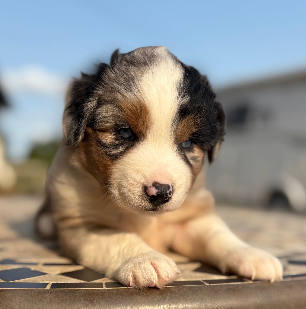 De La Montagne Aux Lapins - Chiots disponibles - Berger Américain Miniature 