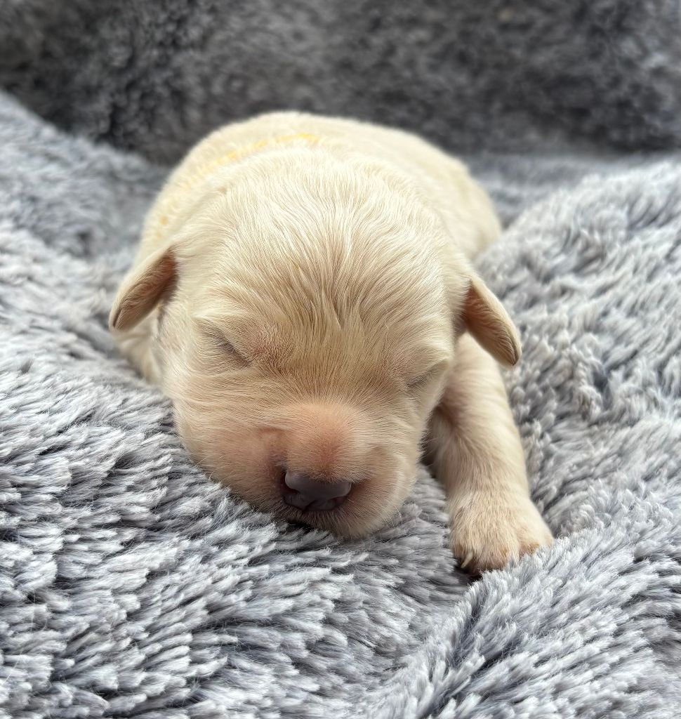 De La Montagne Aux Lapins - Chiots disponibles - Golden Retriever