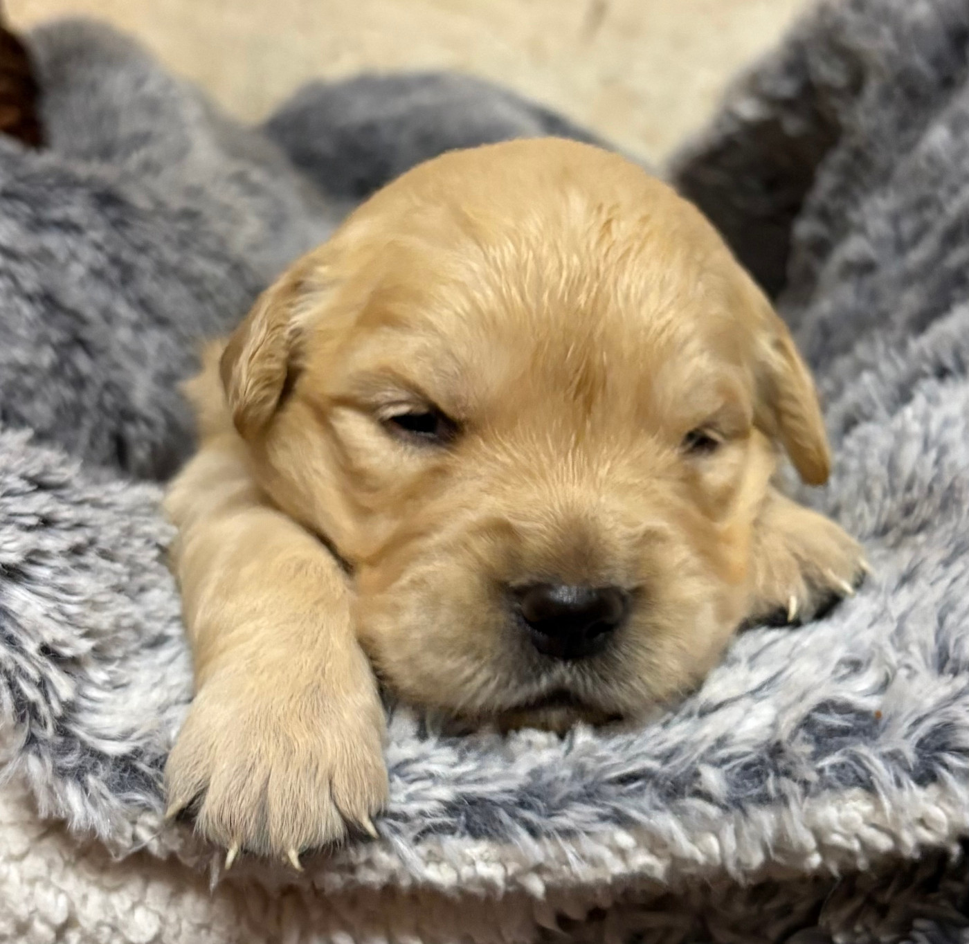 De La Montagne Aux Lapins - Chiots disponibles - Golden Retriever