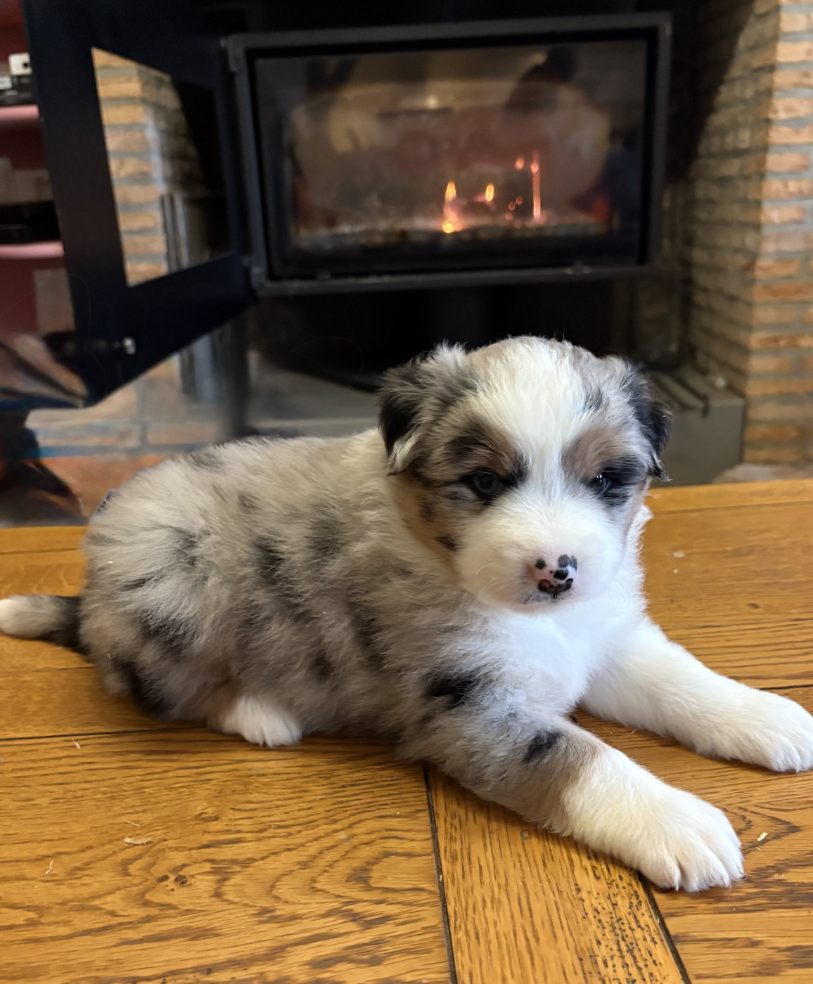 De La Montagne Aux Lapins - Chiots disponibles - Berger Américain Miniature 