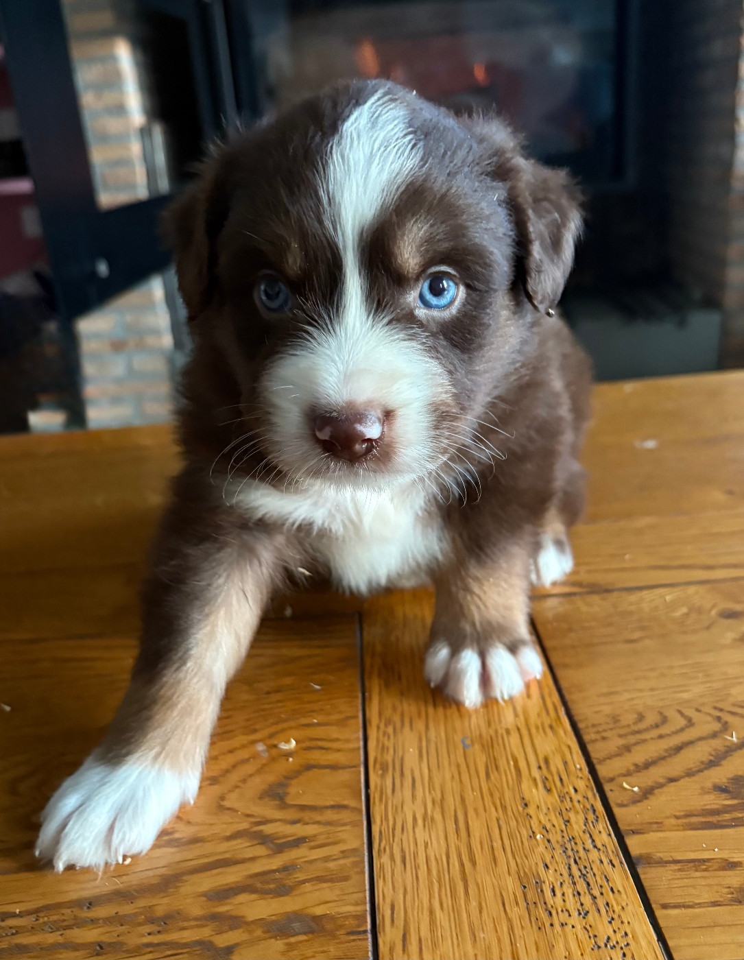 De La Montagne Aux Lapins - Chiots disponibles - Berger Américain Miniature 