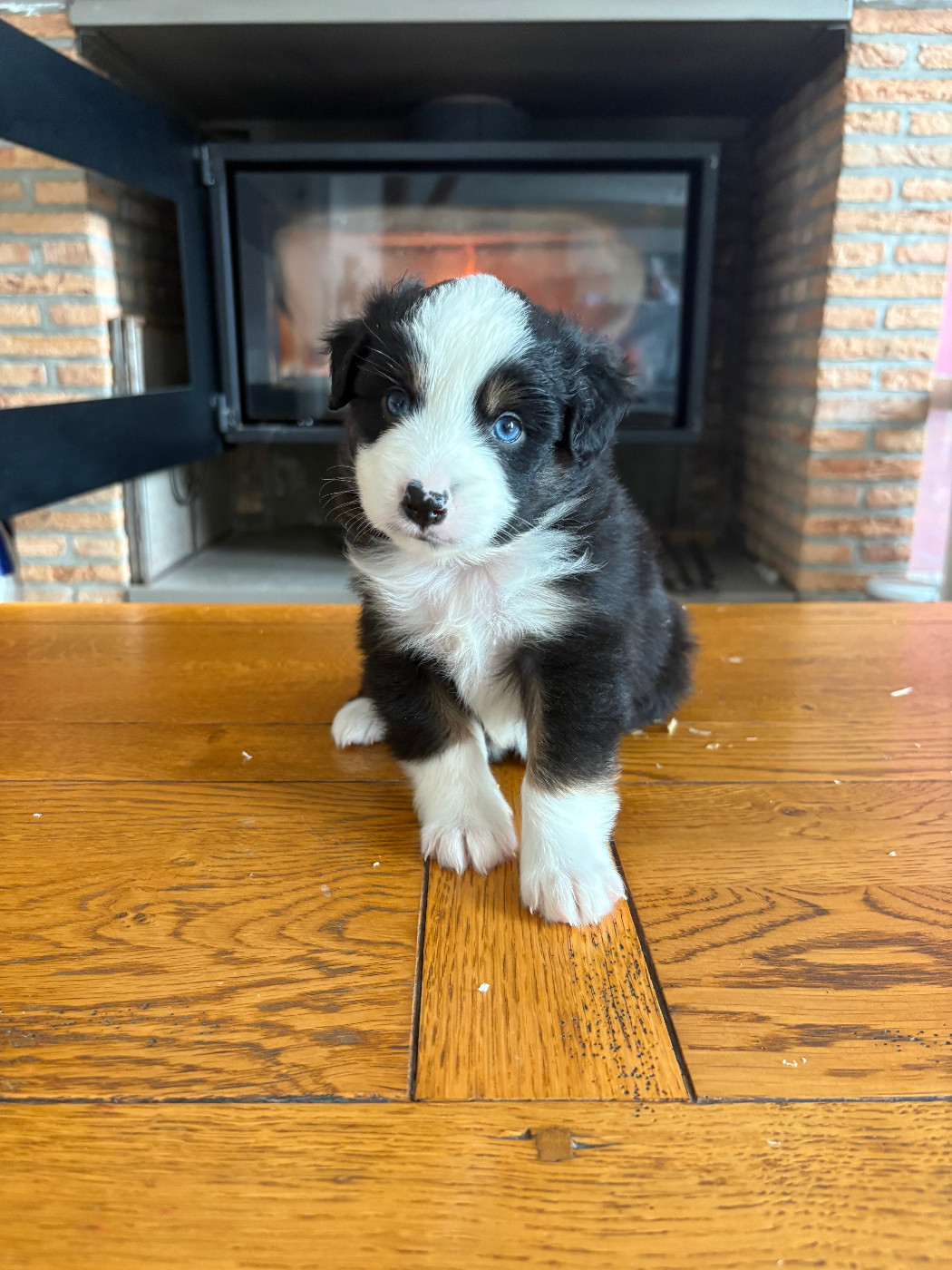 De La Montagne Aux Lapins - Chiots disponibles - Berger Américain Miniature 