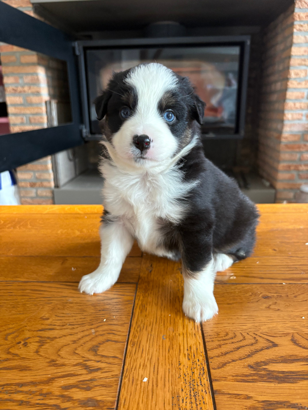 De La Montagne Aux Lapins - Chiots disponibles - Berger Américain Miniature 