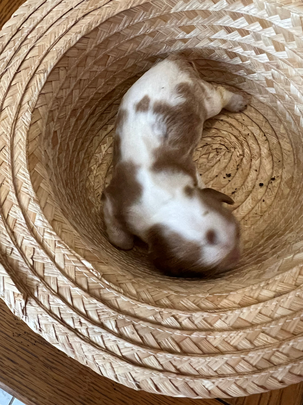 De La Montagne Aux Lapins - Chiots disponibles - Cavalier King Charles Spaniel