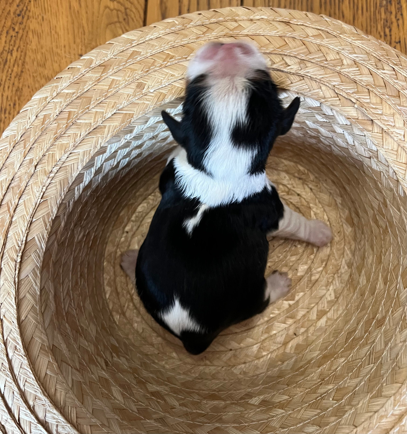 De La Montagne Aux Lapins - Chiots disponibles - Cavalier King Charles Spaniel