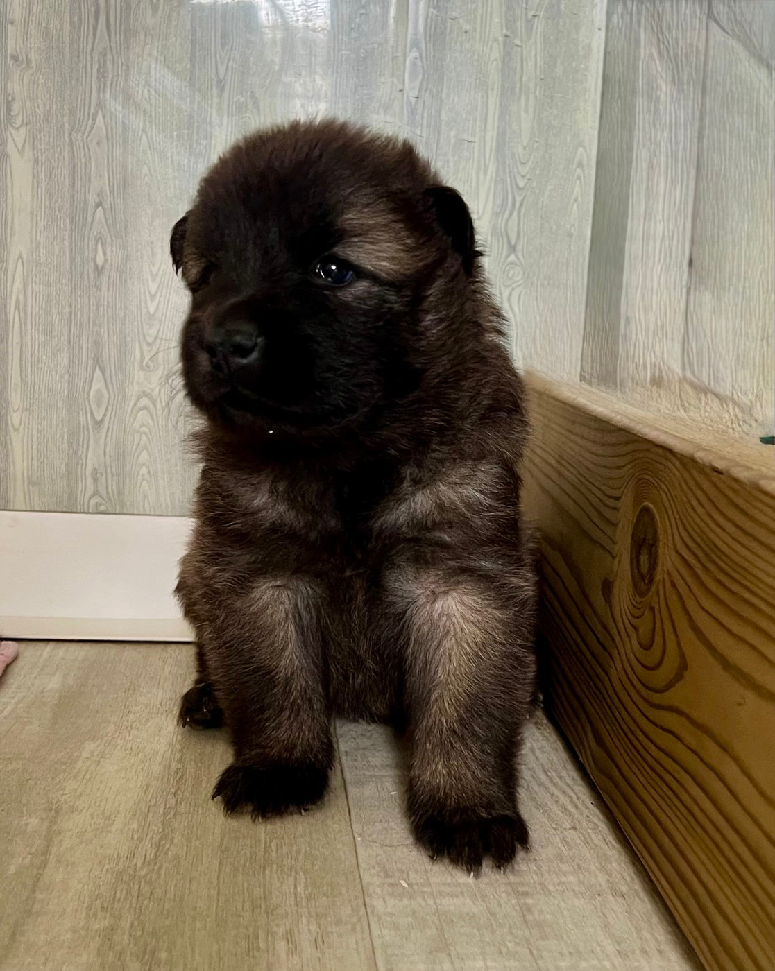 De La Montagne Aux Lapins - Chiots disponibles - Eurasier