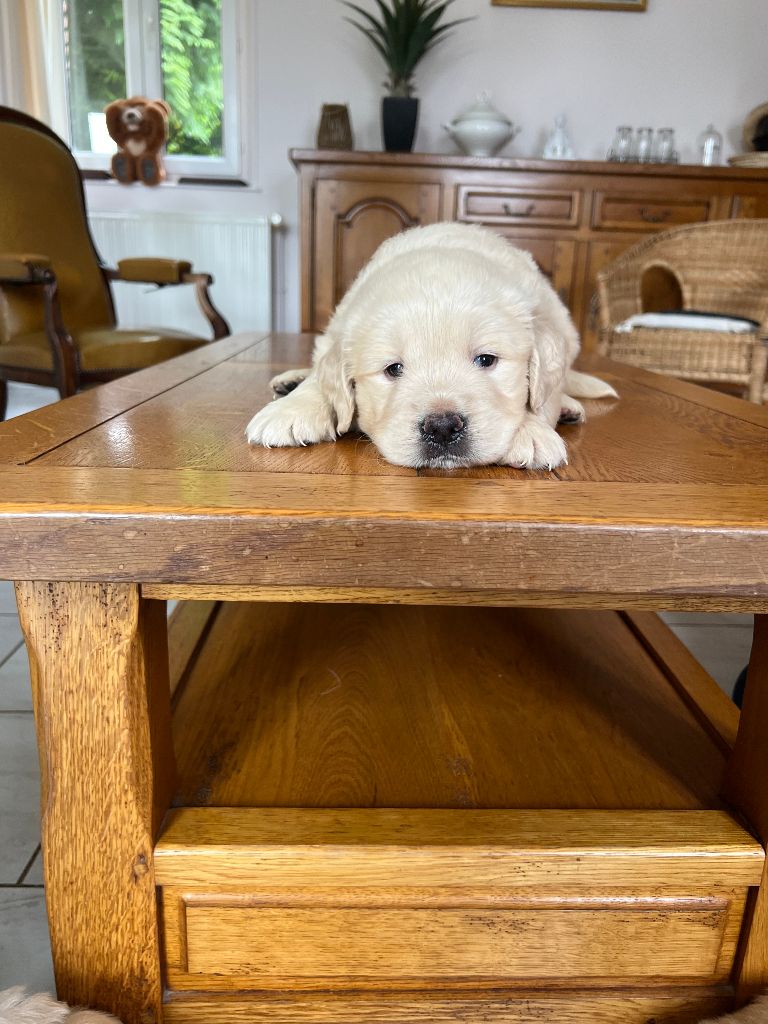 De La Montagne Aux Lapins - Chiots disponibles - Golden Retriever