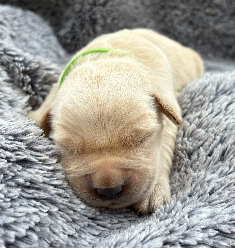 De La Montagne Aux Lapins - Chiots disponibles - Golden Retriever