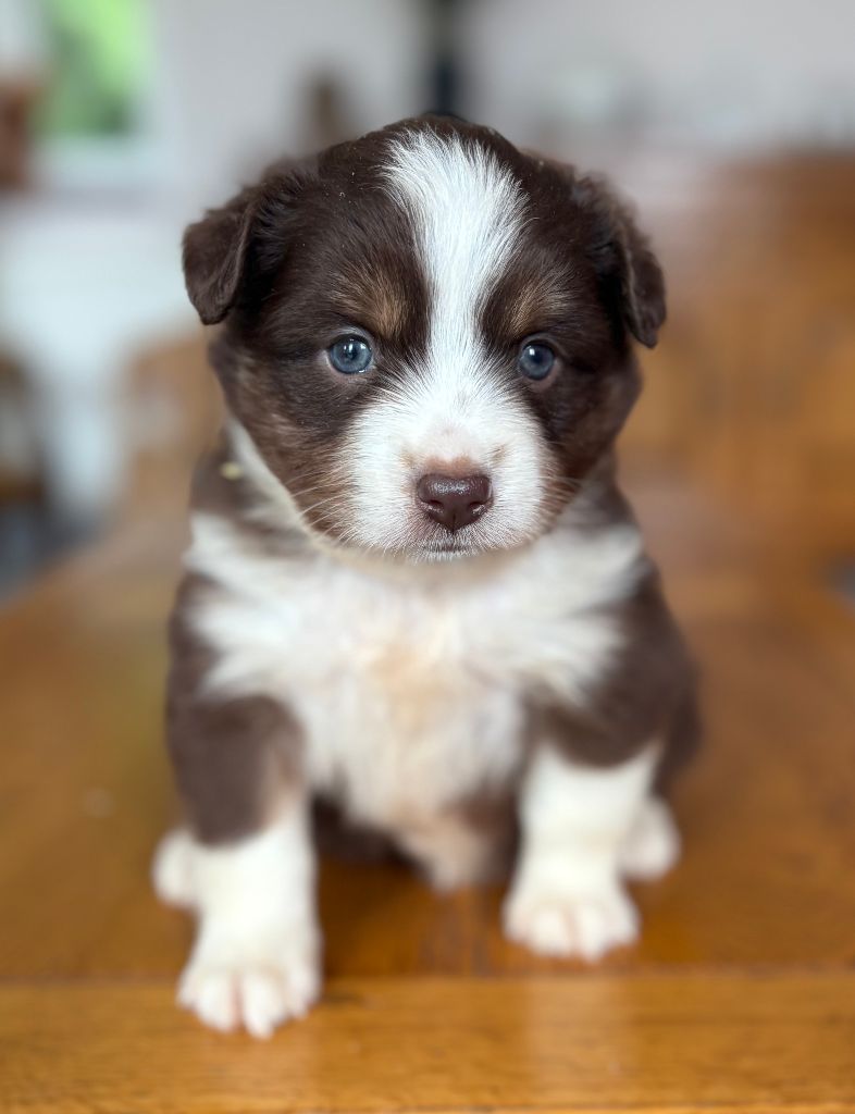 De La Montagne Aux Lapins - Chiots disponibles - Berger Américain Miniature 