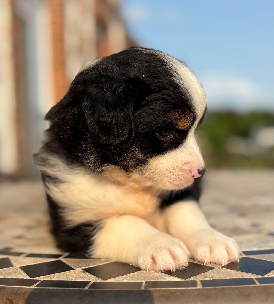 De La Montagne Aux Lapins - Chiots disponibles - Berger Américain Miniature 