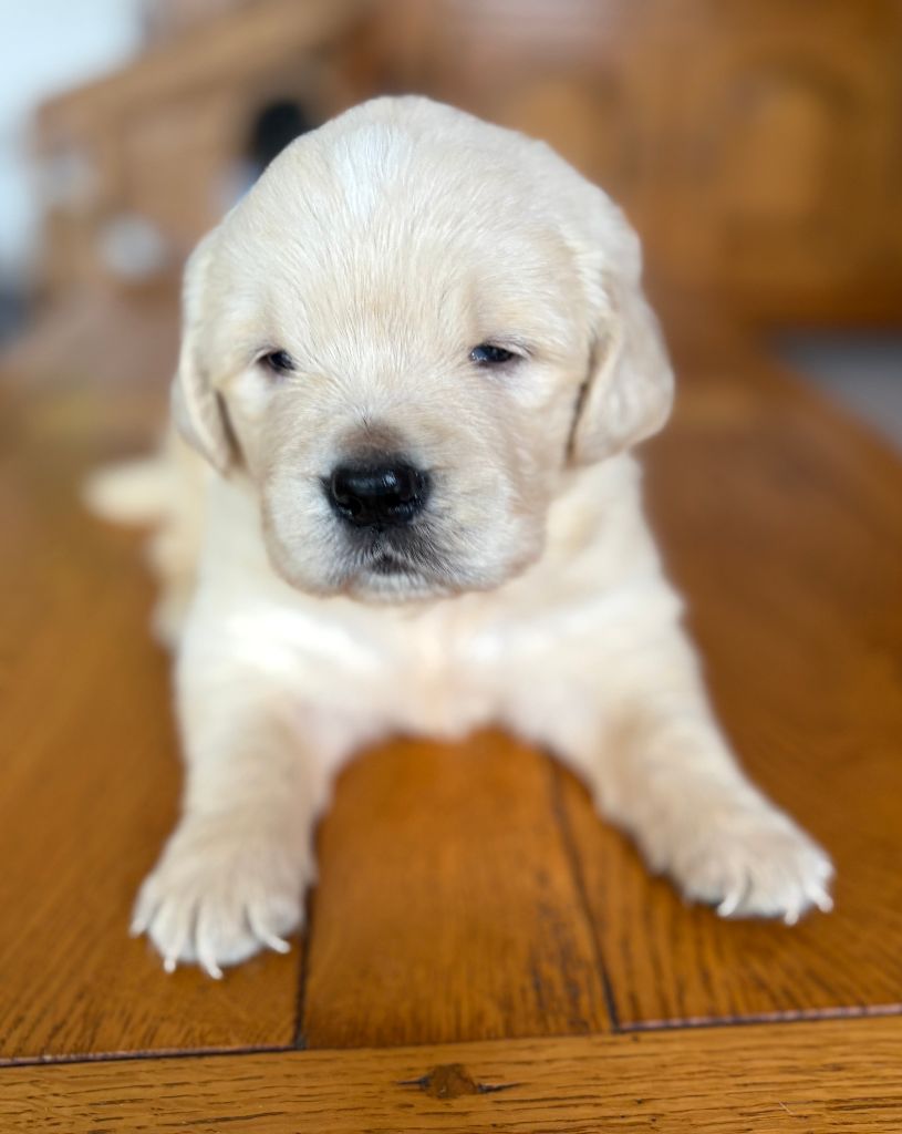 De La Montagne Aux Lapins - Chiots disponibles - Golden Retriever