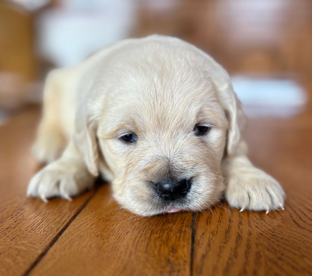 De La Montagne Aux Lapins - Chiots disponibles - Golden Retriever