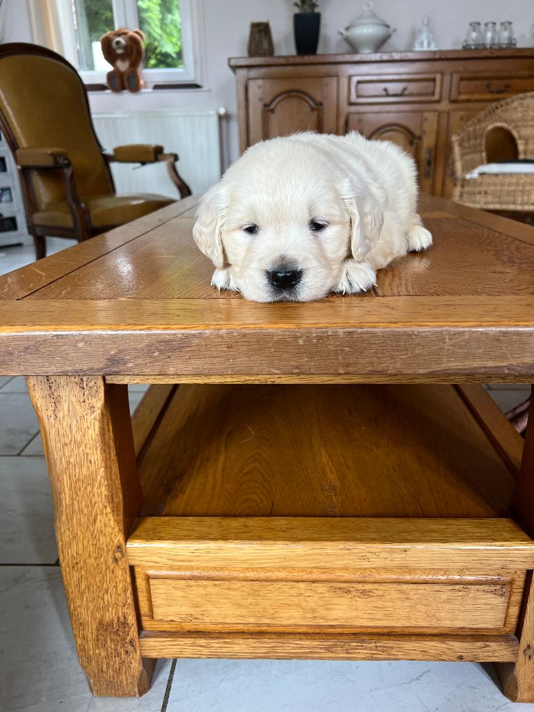 De La Montagne Aux Lapins - Chiots disponibles - Golden Retriever