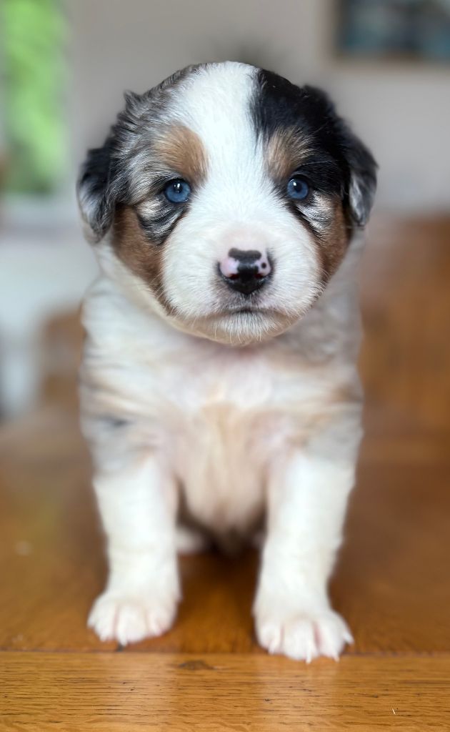 De La Montagne Aux Lapins - Chiots disponibles - Berger Américain Miniature 