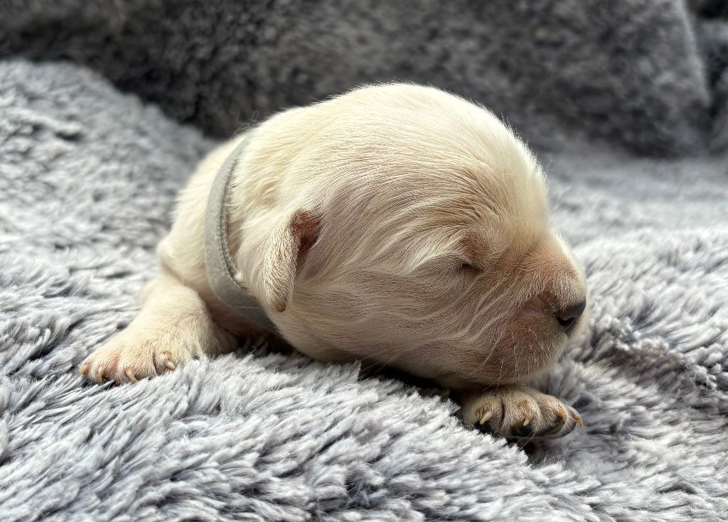De La Montagne Aux Lapins - Chiots disponibles - Golden Retriever