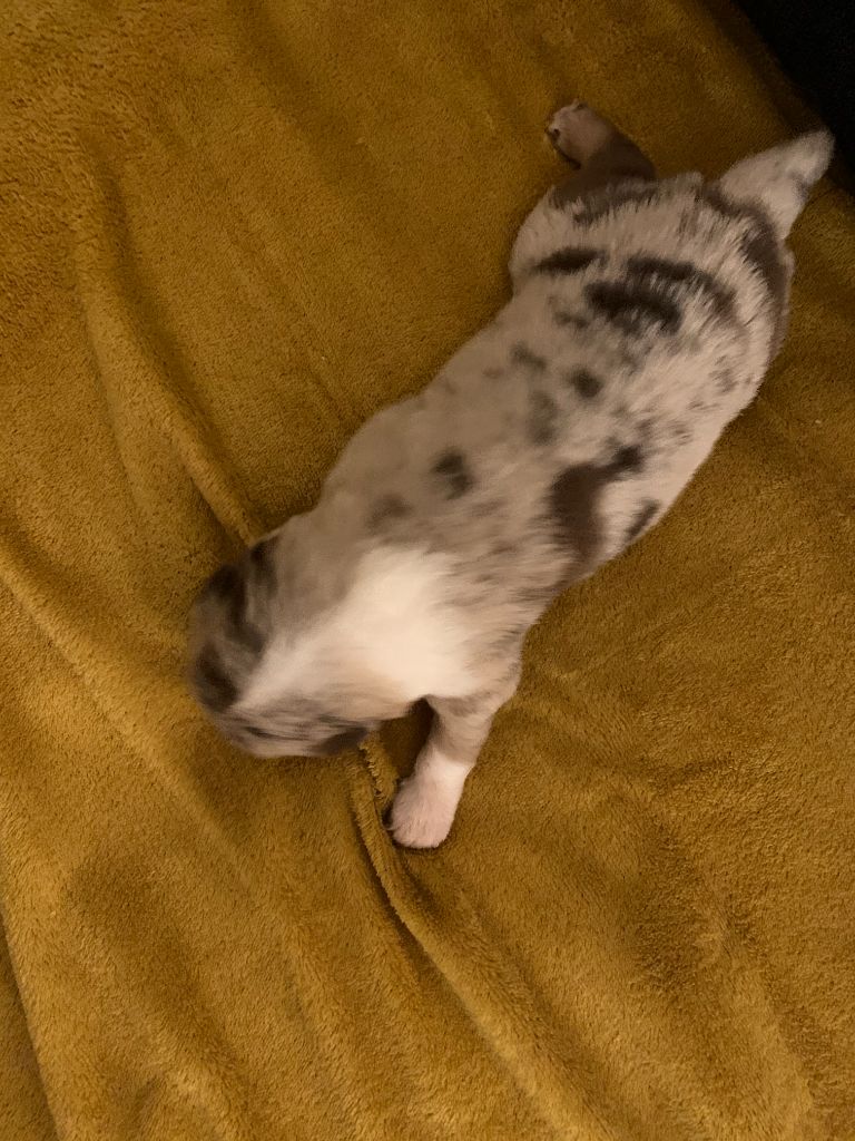 CHIOT MÂLE ROUGE MERLE 