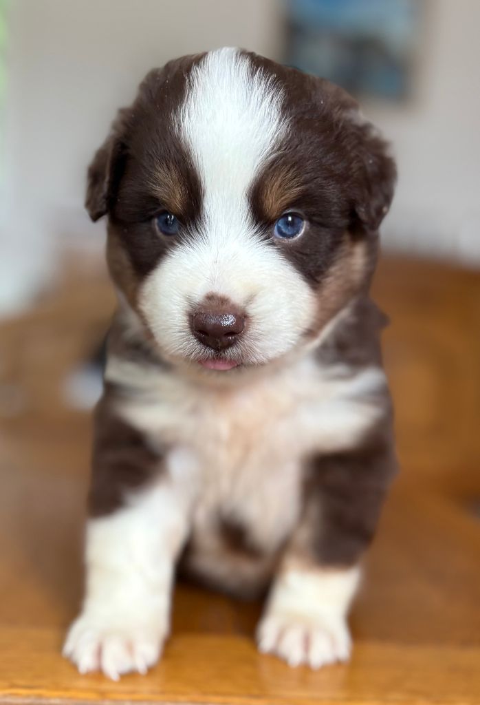 De La Montagne Aux Lapins - Chiots disponibles - Berger Américain Miniature 